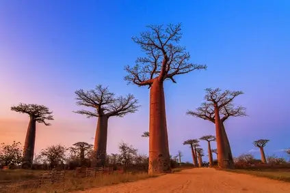 Baobab - Das gesündeste Nahrungsmittel der Welt?