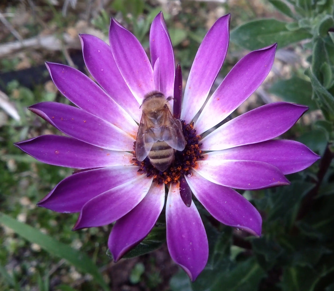 Warum die Bienenpopulation zurückgeht und wie wir helfen können