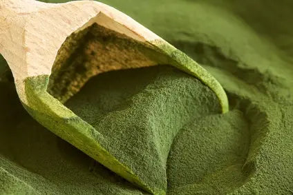 Chlorella: Das große Potenzial der Superfood-Alge | Regenbogenkreis