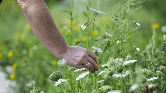 Essbares aus der Natur: Diese Lebensmittel wachsen sogar in Großstädten