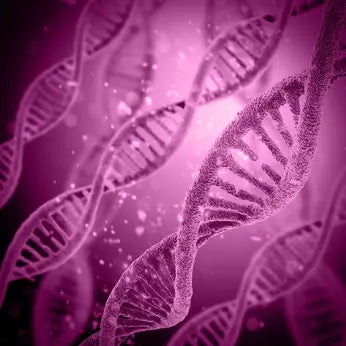 Astragalus zur Gesundheitsförderung und Verjüngung