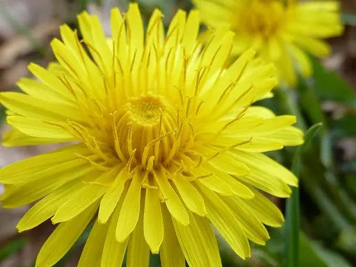 Löwenzahn (Taraxacum Officinale)