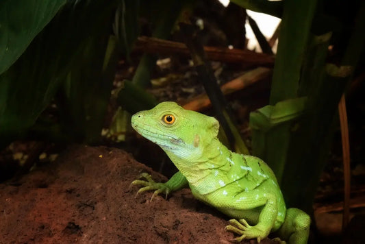 Der tropische Regenwald am Amazonas - Was ihn zerstört und was ihm wirklich hilft