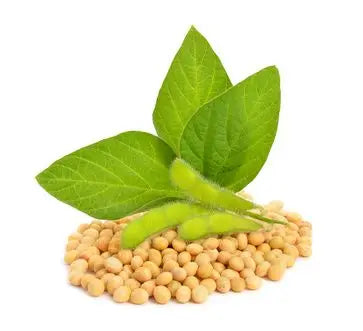Soja - Gesund oder gefährlich?
