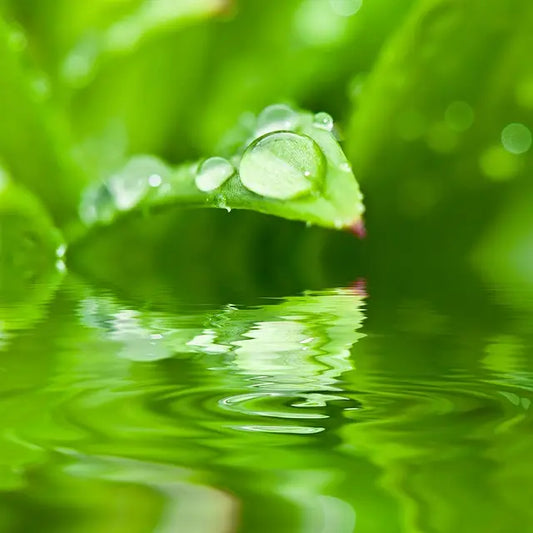 Wasser - der intelligente Stoff