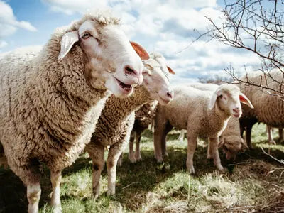 Was das Tragen von Wolle für Schafe wirklich bedeutet