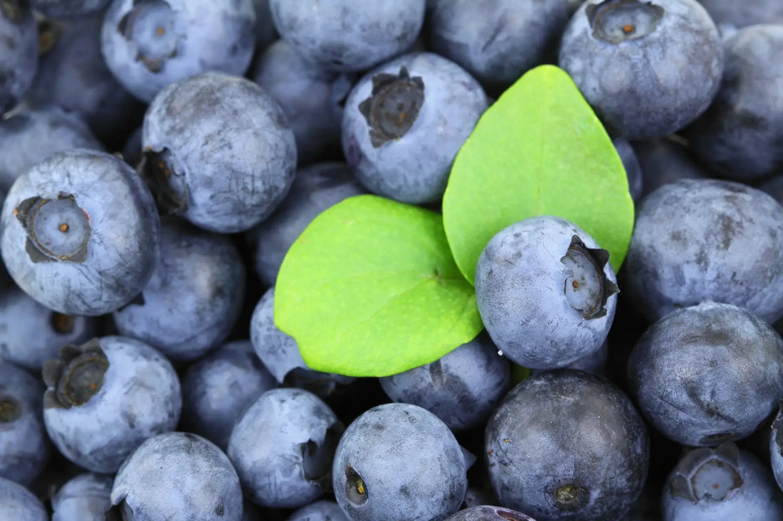 Waldheidelbeere: 11 erstaunliche Gesundheitswirkungen der Superbeere