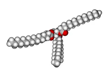 Die Rolle von Fett und Öl in einer gesunden Ernährung
