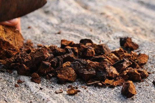 Blog: Chaga – König der Heilpilze | Regenbogenkreis