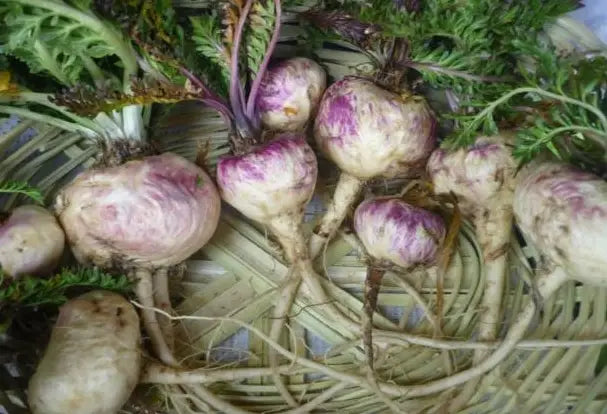 Maca Ernte 2