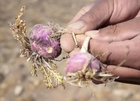 Maca Ernte