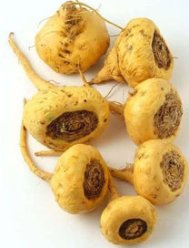 Maca Knolle