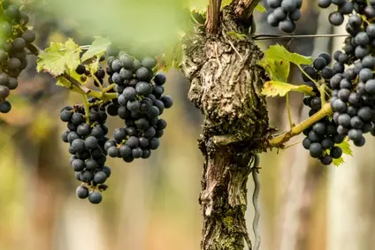 Prostatakrebs Resveratrol