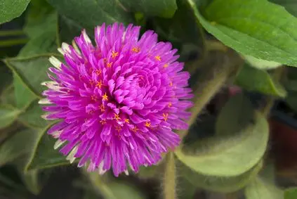 Gomphrena