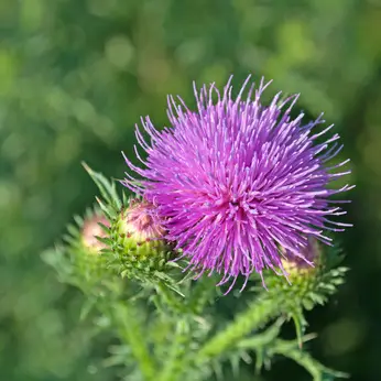 Mariendistel