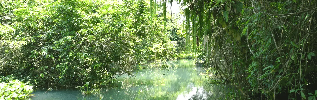 Regenwaldschutz-Hero-Image