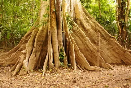 Mahagonibaum Im Regenwald sdatec.com