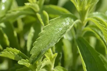 Stevia Zuckerersatz