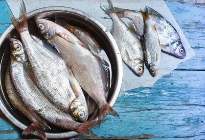 tote Fische