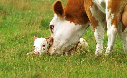 Kalb am Euter seiner Mutter