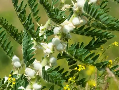Astragalus Membranaceus, Tragant