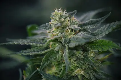 Cannabis Krebserkrankungen