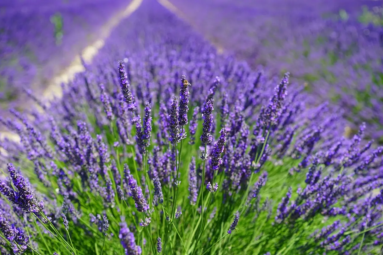 lavender-field-1595587_1280
