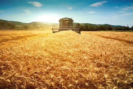 Gluten und Weizen