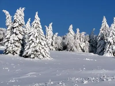 Weihnachtswald