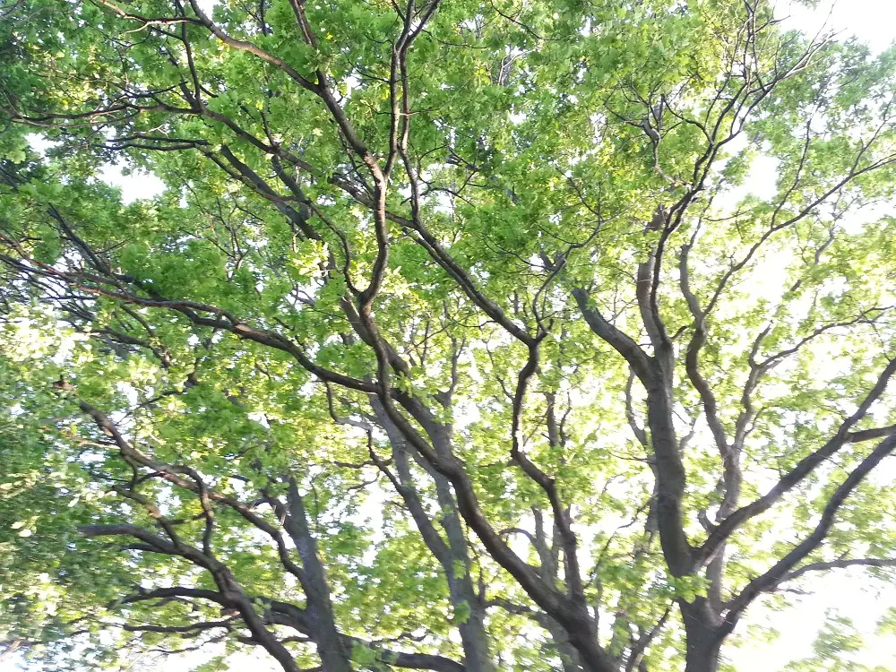 Baum und Sonne