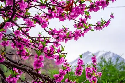 Aprikosenbaum im Hunza-Tal