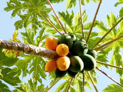 Papaya