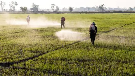Monsanto Urteil