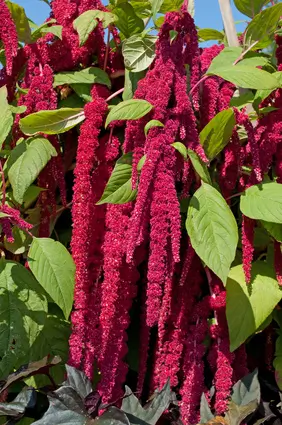 Amaranthus caudatus