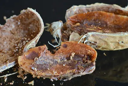 Aflatoxine