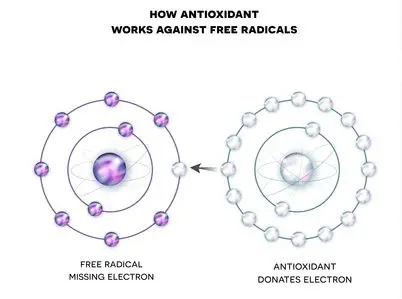 Antioxidantien und freie Radikale