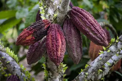 Ist Kakaopulver gesund?