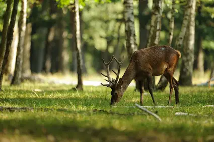 Hirsch